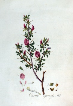 Hauhechel Wurzel bio